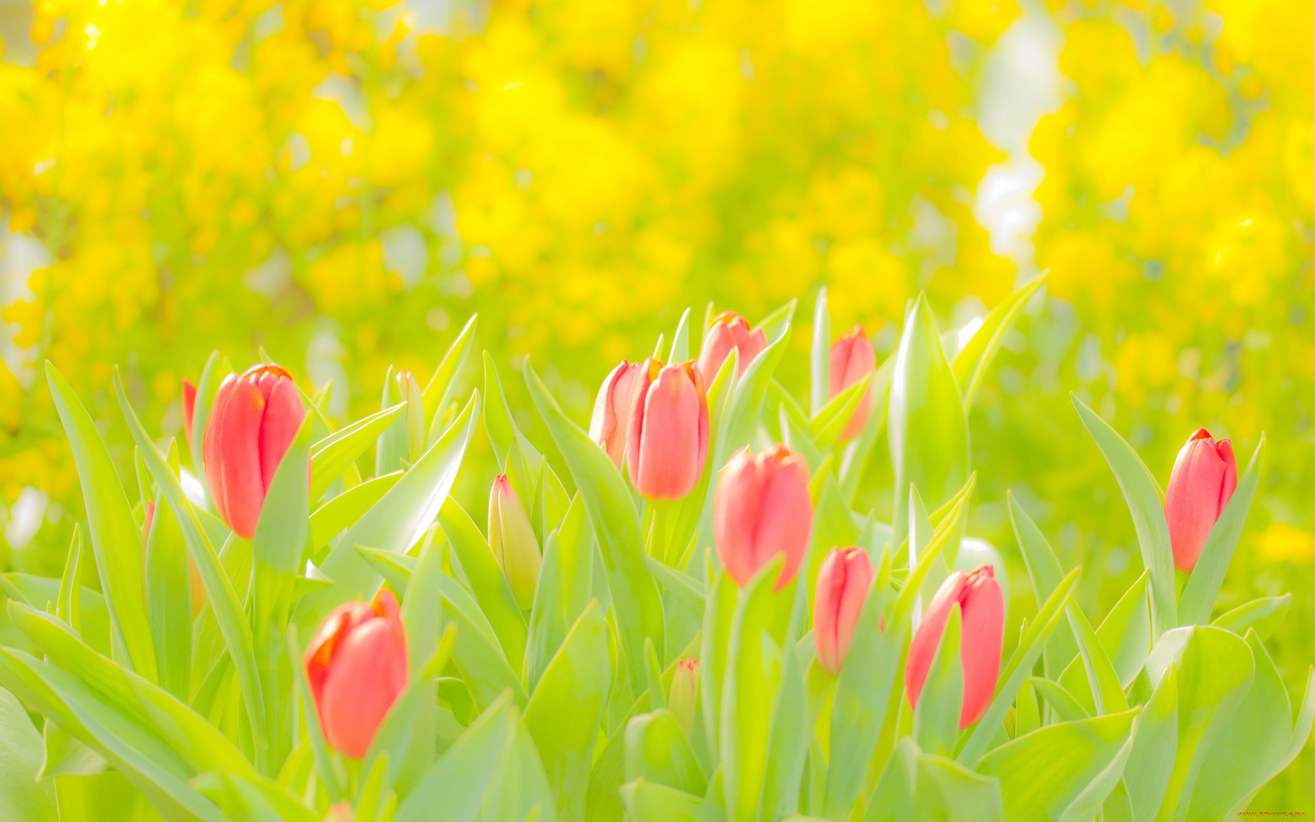 Обои с тюльпанами на телефон. Яркие весенние цветы. Весенний фон. Весенние тюльпаны. Красивый весенний фон.